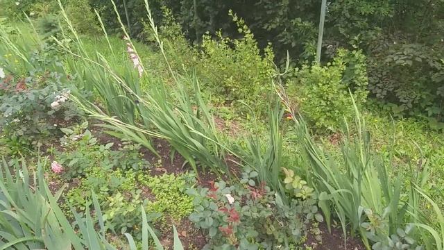 Лилейники вдоль дорожки очень красиво смотрятся. Бабочка - хвостоносец Маака. смотреть онлайн