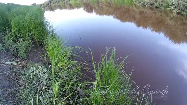 Рыбалка на карася на реке Каргат. Удачная рыбалка смотреть онлайн