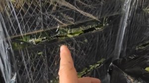 Отправка саженцев клубники, ежевики?