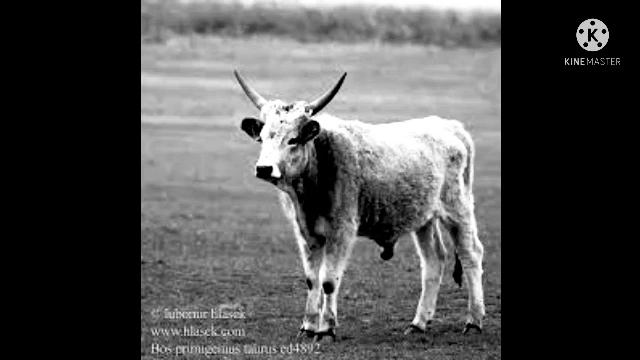 Таъбири ҳайвонҳо дар хоб/маймун,саг,буз,хар,гов,шағол,харгуш,гурхар,рубоҳ,гусфанд,гусолава ғайра