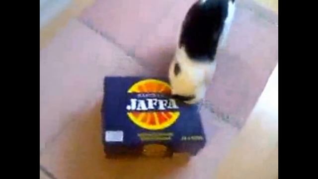 #HAIRYpussy #2 | Hairy Pussy | #мохнатыеКИСЫ