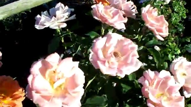 Rose Pumkin Patch смотреть онлайн