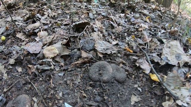 Груздь осиновый добыт из-под земли смотреть онлайн