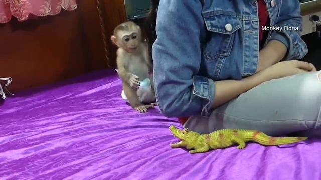 Awesome Donal Scare and Try To Touch Crocodile смотреть онлайн