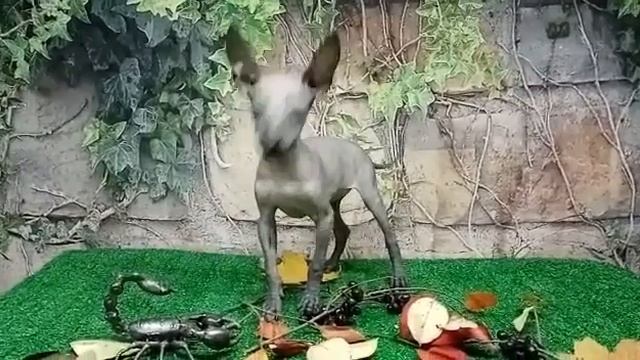 Ксолоитцкуинтли (мини) смотреть онлайн