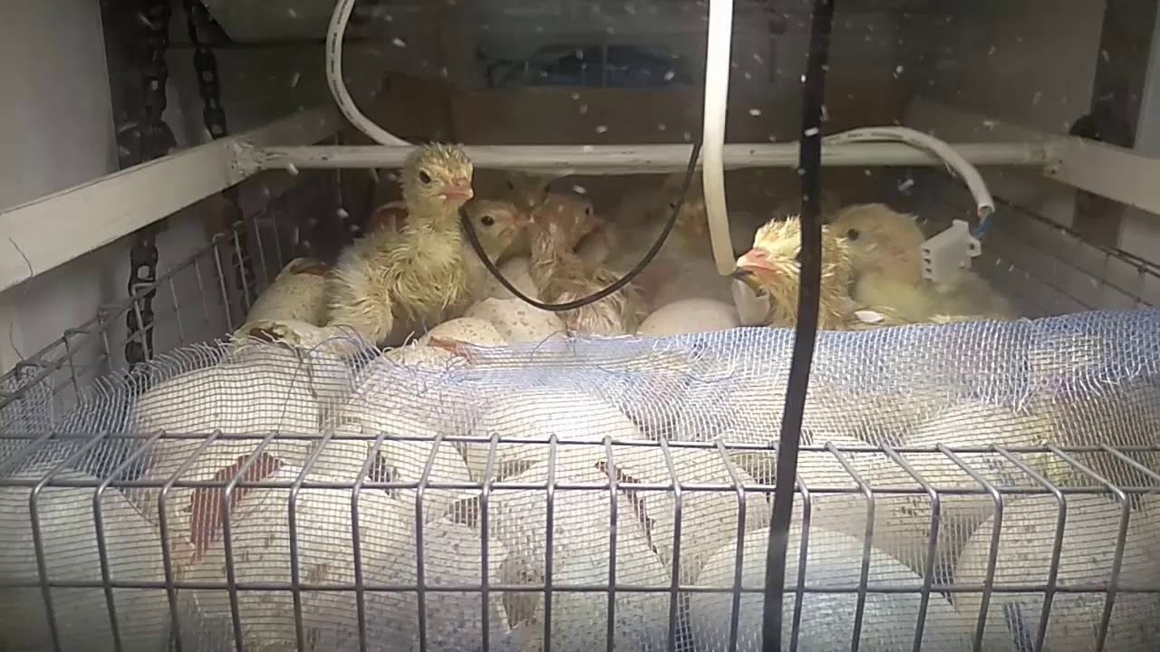 Веду запись на яйцо индейки и цветного бройлера. А так же на индюшат и цыплят. смотреть онлайн