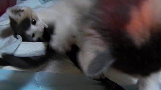 Трёхцветный котёнок в добрые руки! смотреть онлайн