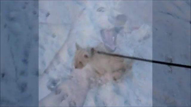 Год из жизни Вест хайленд вайт терьера смотреть онлайн