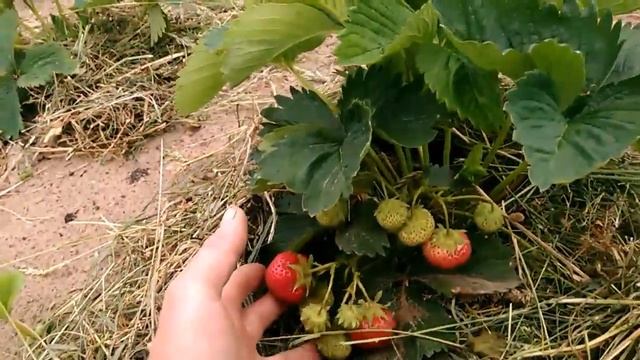 Клубника, сорт "Максим", средняя. смотреть онлайн