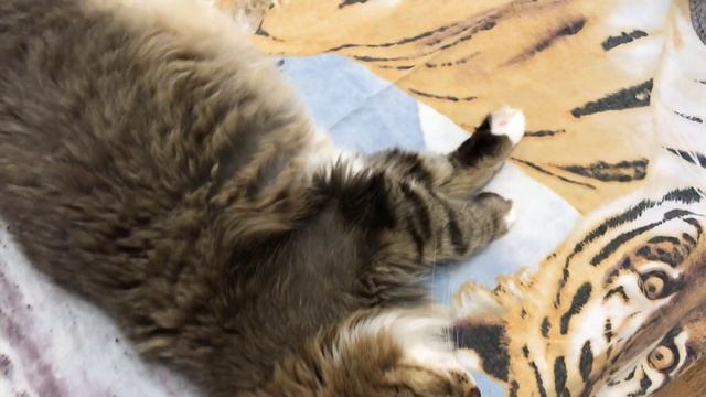 Чем не хозяин жизни? смотреть онлайн