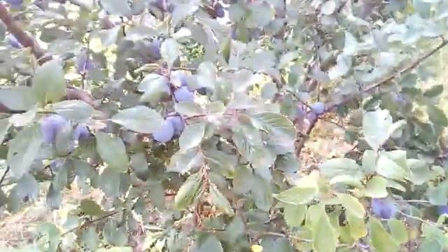 Сливу облепила тля сентябрь 2019 смотреть онлайн