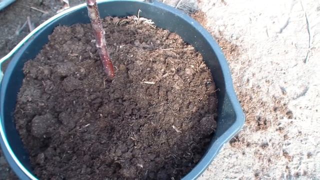 хранение саженцев до посадки смотреть онлайн