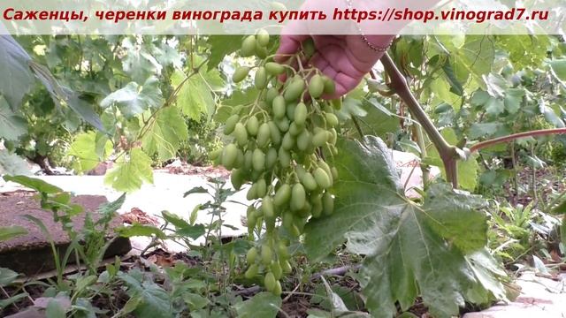 Оплодотворение сигналки на кусте винограда Иллария- соцветья было огромное, гроздь тоже хороша. смотреть онлайн