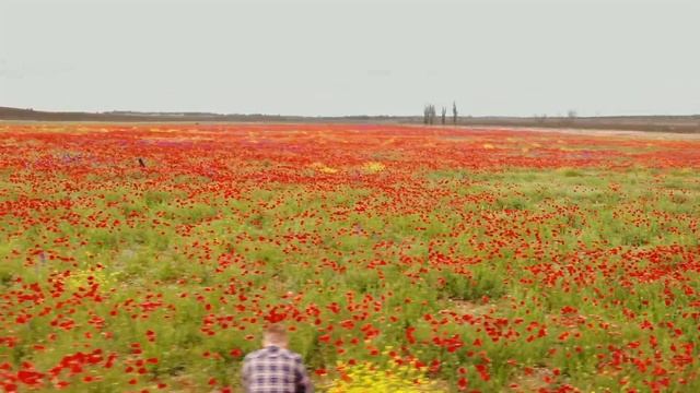 Полевые цветы в Крыму смотреть онлайн