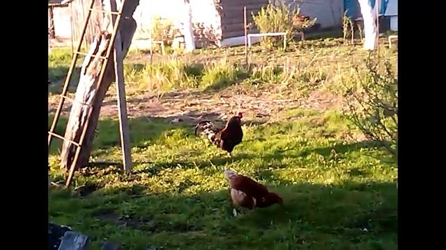 Скворцы поют, собака ест хвост, петух и куры смотреть онлайн