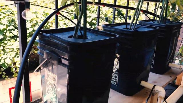 Bato Buckets June-September 2018 смотреть онлайн