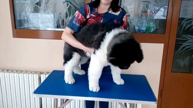 Американская акита длинношерстный мальчик 3 месяца. смотреть онлайн