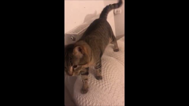 Tiger, toller Kater ca. 6 Monate смотреть онлайн