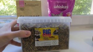 Рассказываем про питание, чем и как кормим ёжика)