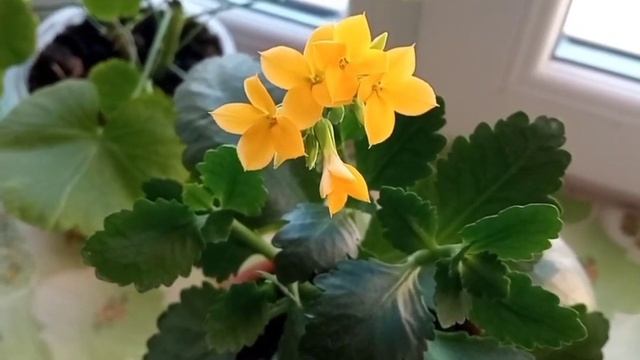 Каланхоэ.Как размножить черенками, листом, семенами. смотреть онлайн