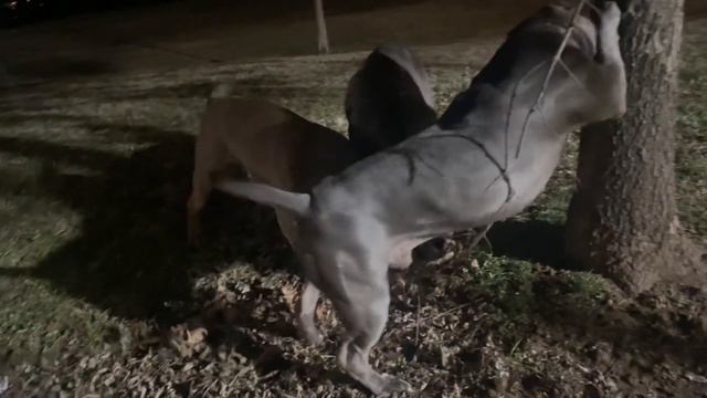 150 pound Cane Corso vs 120 pound American bully Tug of War Battle смотреть онлайн