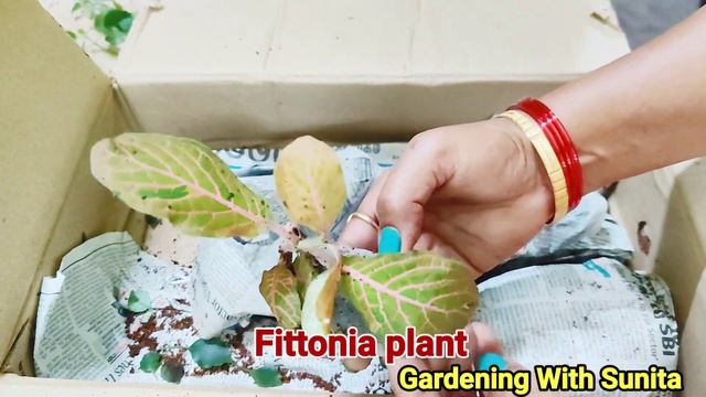 I bought EXOTIC and RARE plants Online Mixed Reactions sandpaper Vine, medinilla lipstick plant et смотреть онлайн