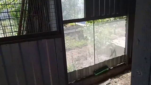 Поспела вишня и абрикос, села курица. Цветут липа и ромашки 🌼🌿 смотреть онлайн