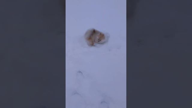 💫26.11.2022г. Погода в Удмуртии. А снег идёт… Всё замело… ❄️ Мишель радуется- ей нравится снег. смотреть онлайн