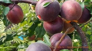 Слива гибридный Вельвет Санрайз (гибрид абрикоса, сливы, персик) ? обзор: как сажать, саженцы сливы