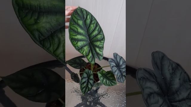 Алоказия Dragon Scale#Алоказия Шкура Дракона( Драгон Скале) смотреть онлайн