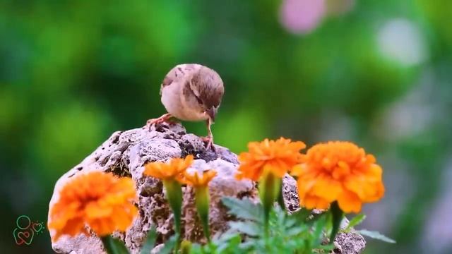 Нежная музыка для души смотреть онлайн