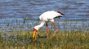 Намибия 4K - Живописный Расслабляющий Фильм С Африканской Музыкой.