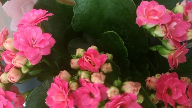 доброе утро 🌞 בוקר טוב 🌞 good morning смотреть онлайн