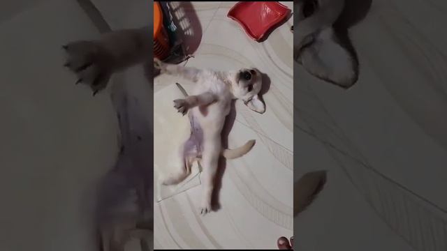 Destemper Dehydrated puppy recovery in 6 hours(2) смотреть онлайн