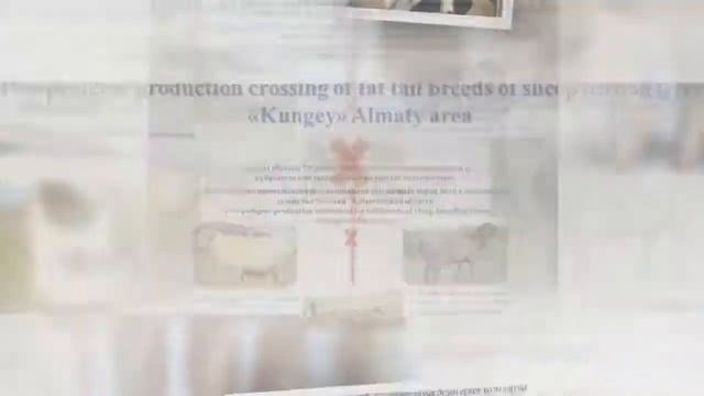 Технология производство ягнятины в Казахстане смотреть онлайн