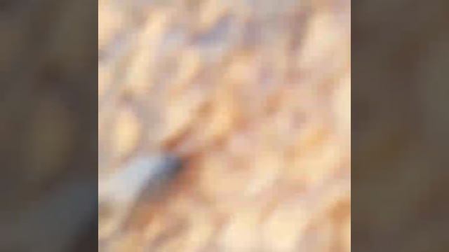 матка карники облетанная на среднерусском труте выдает сюрпризы зачем она сеит трута в зиму? смотреть онлайн