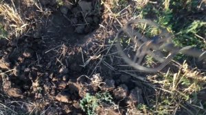 В поле в поисках медных монет с металлоискателем ТХ850