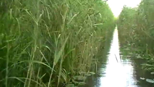 Kherson, Dnepr River Delta (15)