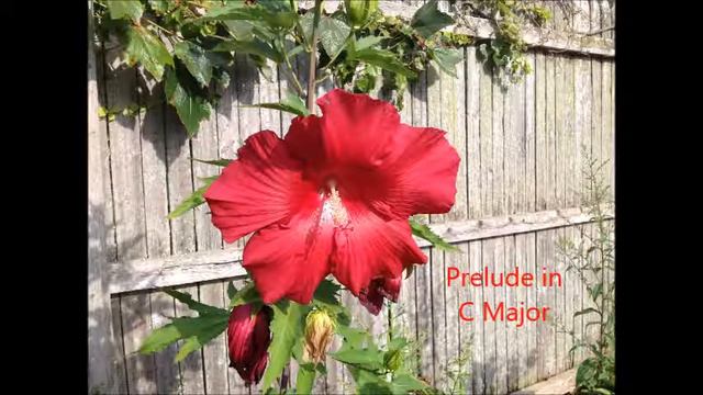 Henry Holden Huss: Prelude in C Major смотреть онлайн