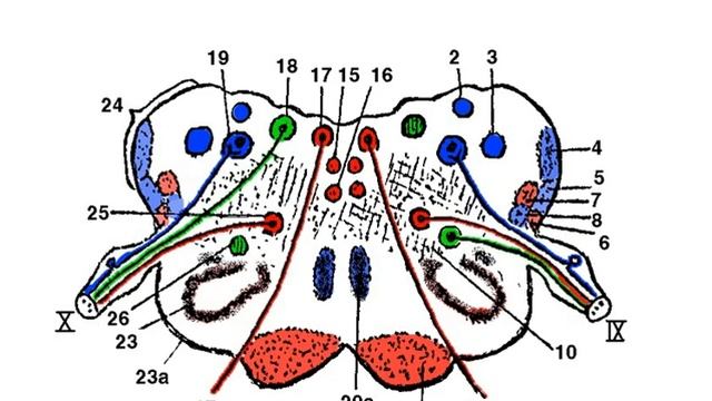 Продолговатый мозг