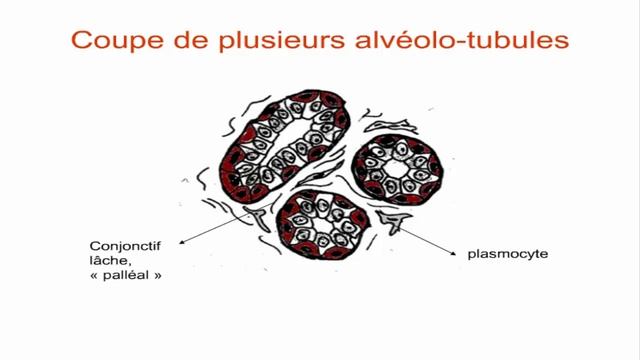 Le sein : de l’embryologie à l’allaitement смотреть онлайн