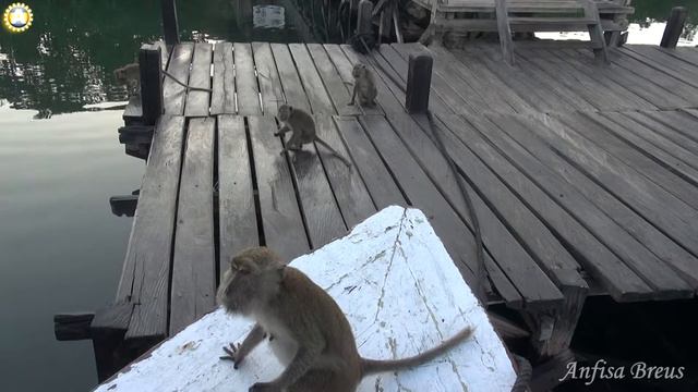 Komodo Dragons On Rinca Island (Komodo National Park).Flores, Indonesia. 345
