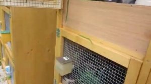 Деревянные клетки для кроликов - хорошая клетка для кроликов. Разведение декоративных кроликов.