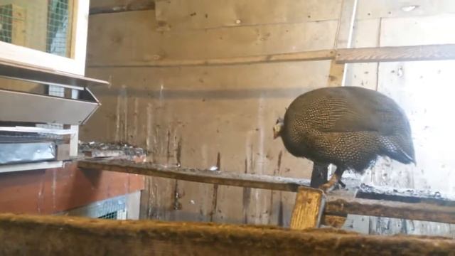 Куры несушки Цесарки Совместное содержание кур и цесарок. смотреть онлайн