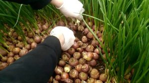 Лук как бизнес. Лук на зелень. Уборка лука с грядки Советы начинающим