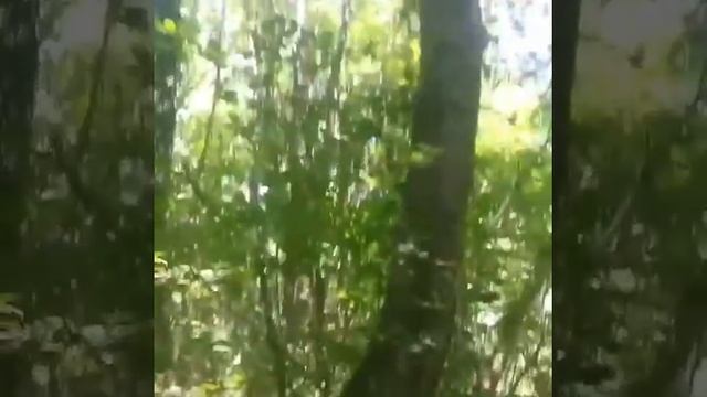 Азербайджан, Хачмаз, Набрань, Лес смотреть онлайн