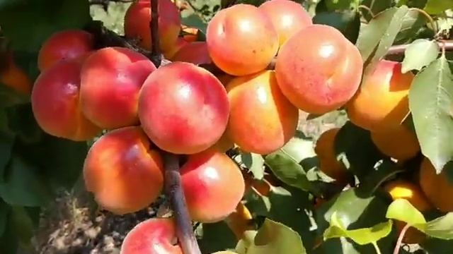 Абрикос Робада. Apricot Robada. дуже смачний та гарний сорт смотреть онлайн