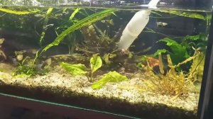 Как сифонить грунт и подменивать воду