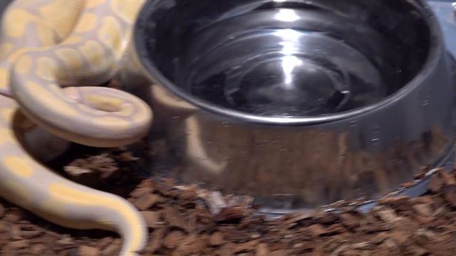 Lavender Python squeezes Live Mouse lifeless/ Warning Live Feeding смотреть онлайн