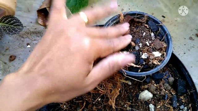 como cultivar planta chifre de veado em casos! смотреть онлайн